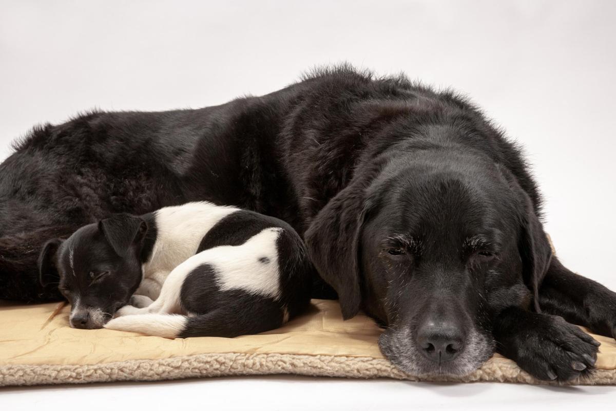 Cadela tem menopausa?