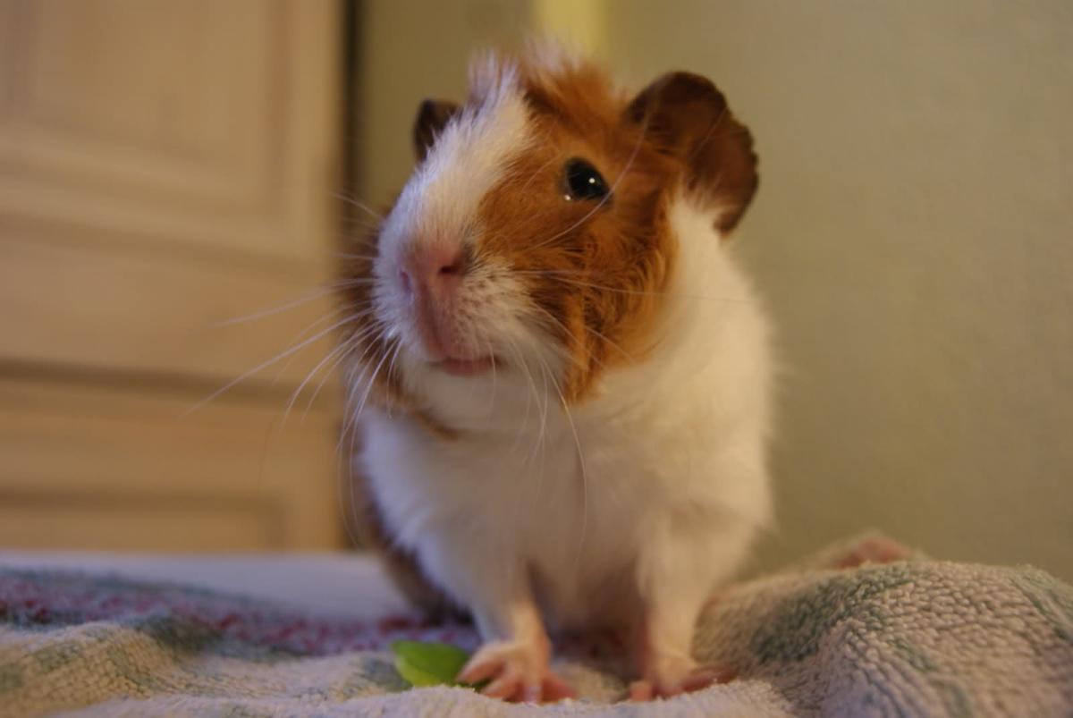 Micose em porquinho da Índia - diagnóstico e tratamento