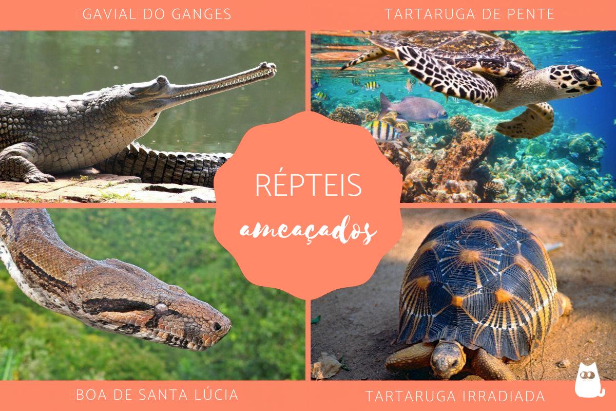 Répteis ameaçados de extinção - Causas e preservação