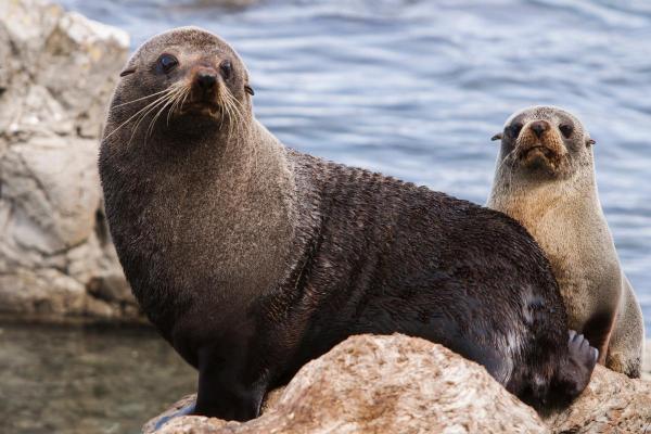 Foca tem pelo? - As focas têm pelos ou escamas?