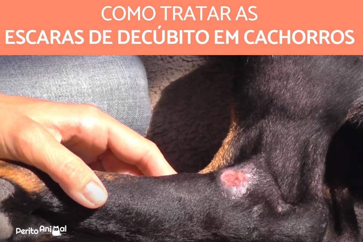 Escaras de decúbito em cachorros - Como tratar