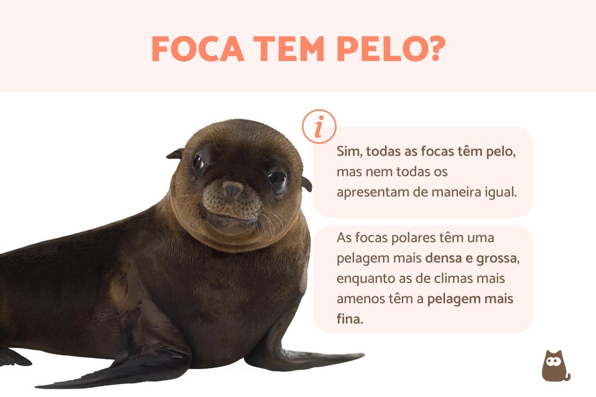 Foca tem pelo?