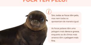Foca tem pelo?