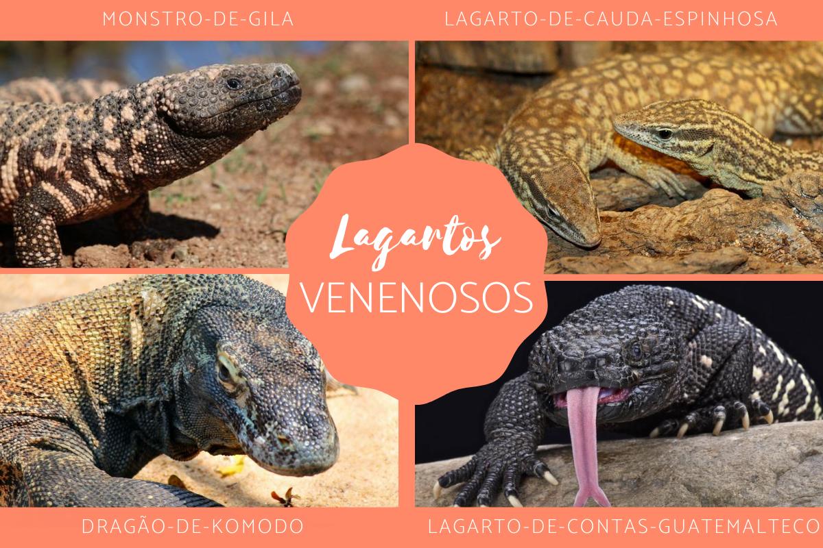 Lagartos venenosos - Tipos e fotos
