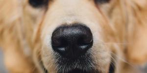 Meu cachorro tem o nariz frio, é normal?