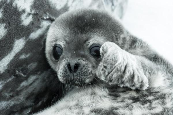 Foca tem pelo? - Por que as focas têm pelo?