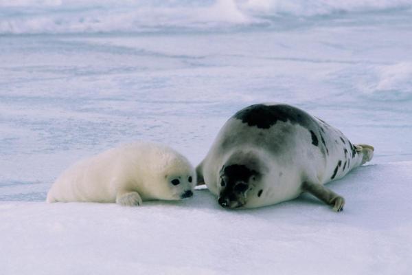 Foca tem pelo? - Todas as focas têm pelo?