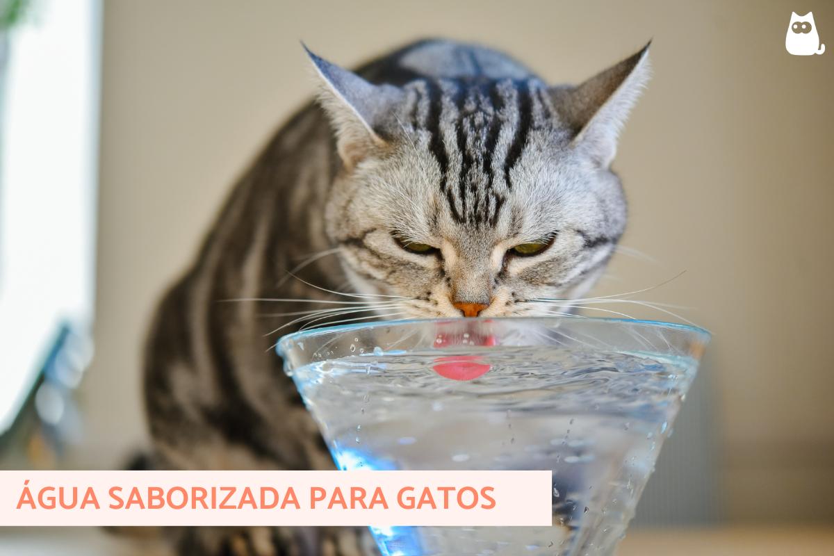 Água saborizada para gatos - Para que serve e como fazer