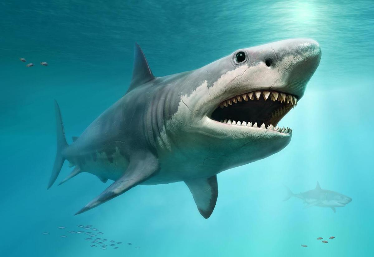 O tubarão megalodon existe?