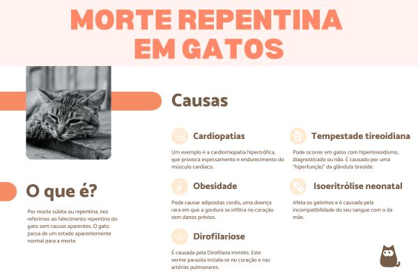 Quais são as causas da morte repentina em gatos?