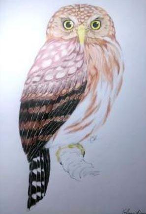 Animais extintos no Brasil - 7. Coruja caburé-de-pernambuco