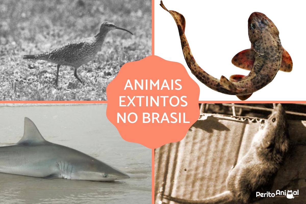 Animais extintos no Brasil