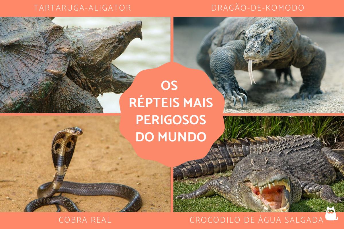 Os répteis mais perigosos do mundo