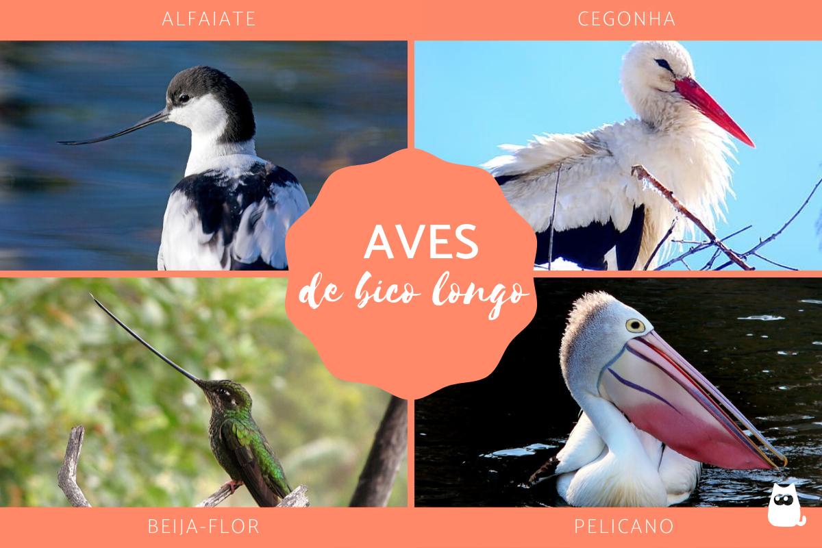 Aves de bico longo - Tipos, nomes e fotos