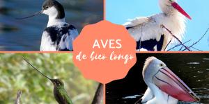 Aves de bico longo - Tipos, nomes e fotos
