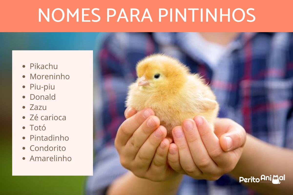 Nomes para pintinhos
