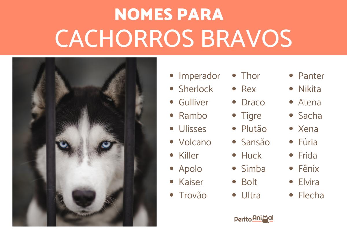 Nomes para cachorro bravo