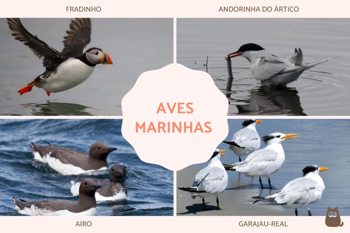 Aves marinhas: nomes e características