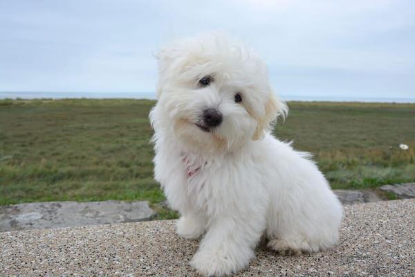 Raças de cachorros mini toy - Bichon Bolonhês