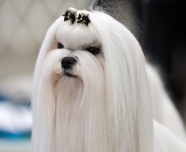 Raças de cachorros mini toy - Bichon Maltês