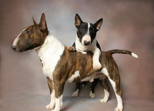 Raças de cachorros mini toy - Bull Terrier Inglês Miniatura