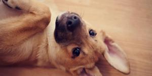 Como saber se o cachorro vai crescer muito?