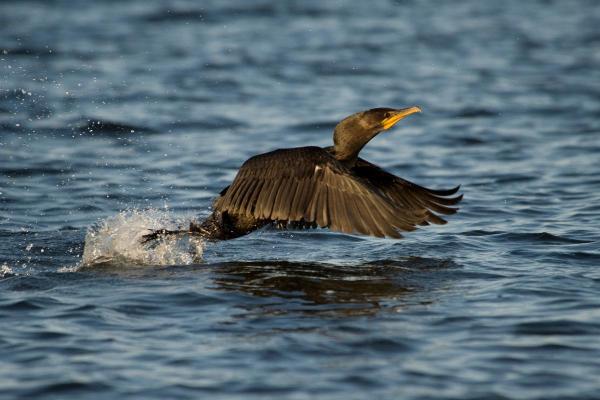 Aves marinhas: nomes e características - Corvo-marinho (gênero Phalacrocorax)