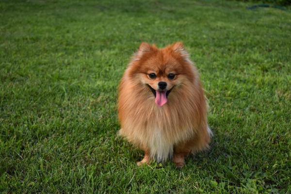 Raças de cachorros mini toy - Lulu da Pomerânia