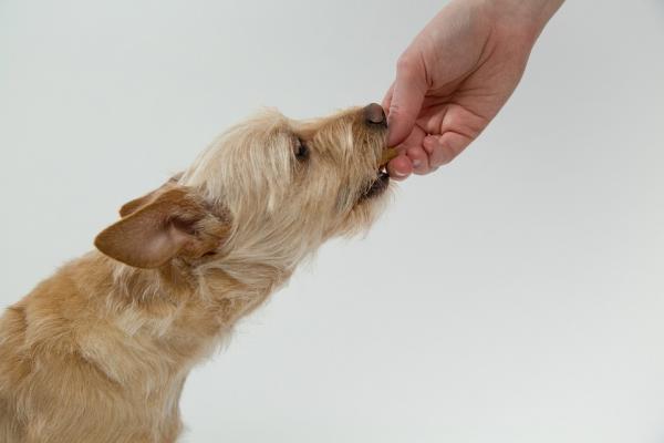 Comandos básicos para cachorros - O reforço positivo