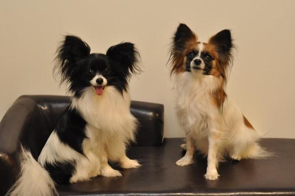 Raças de cachorros mini toy - Papillon
