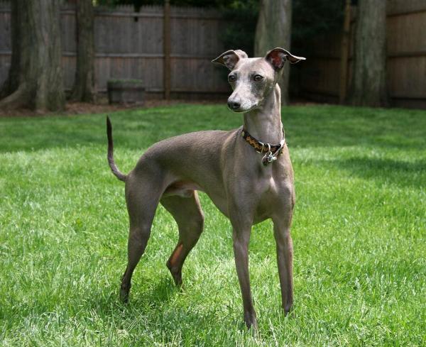 Raças de cachorros mini toy - Pequeno Lebrel Italiano
