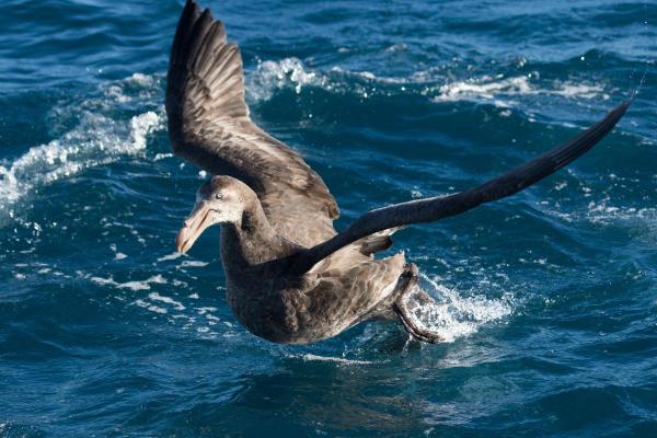 Aves marinhas: nomes e características - Petrel-gigante (gênero Macronectes)