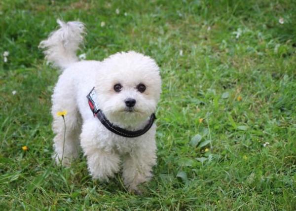 Raças de cachorros mini toy - Poodle Toy