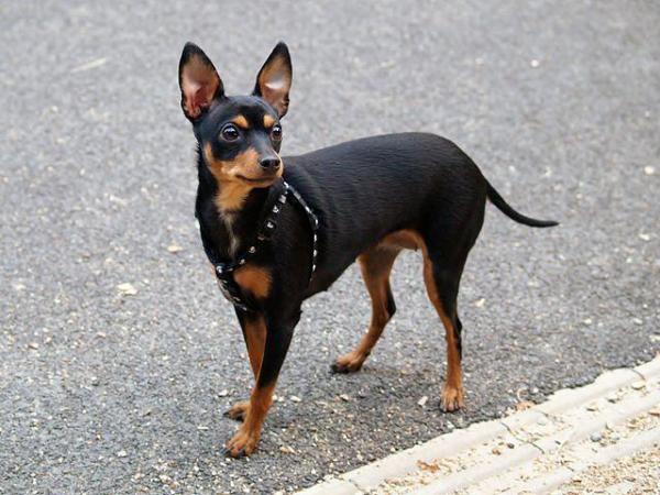 Raças de cachorros mini toy - Prague Ratter