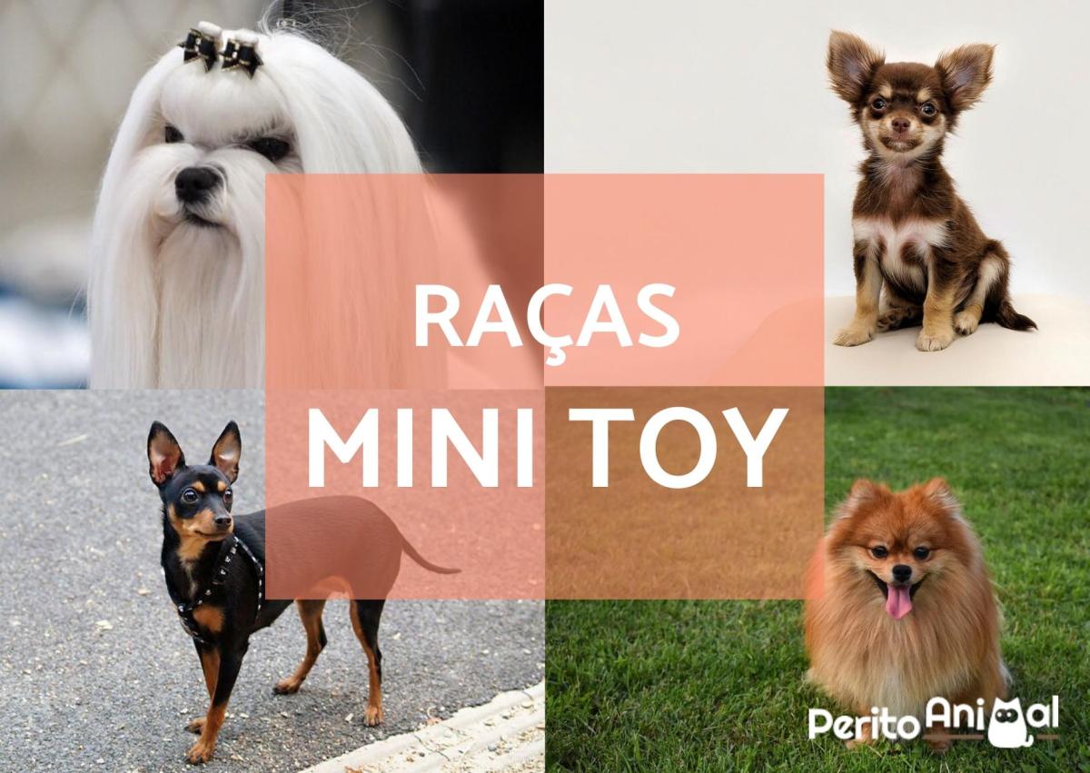 Raças de cachorros mini toy