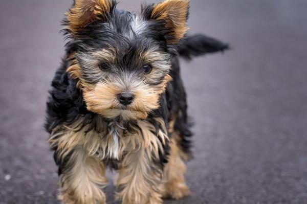 Raças de cachorros mini toy - Yorkshire terrier
