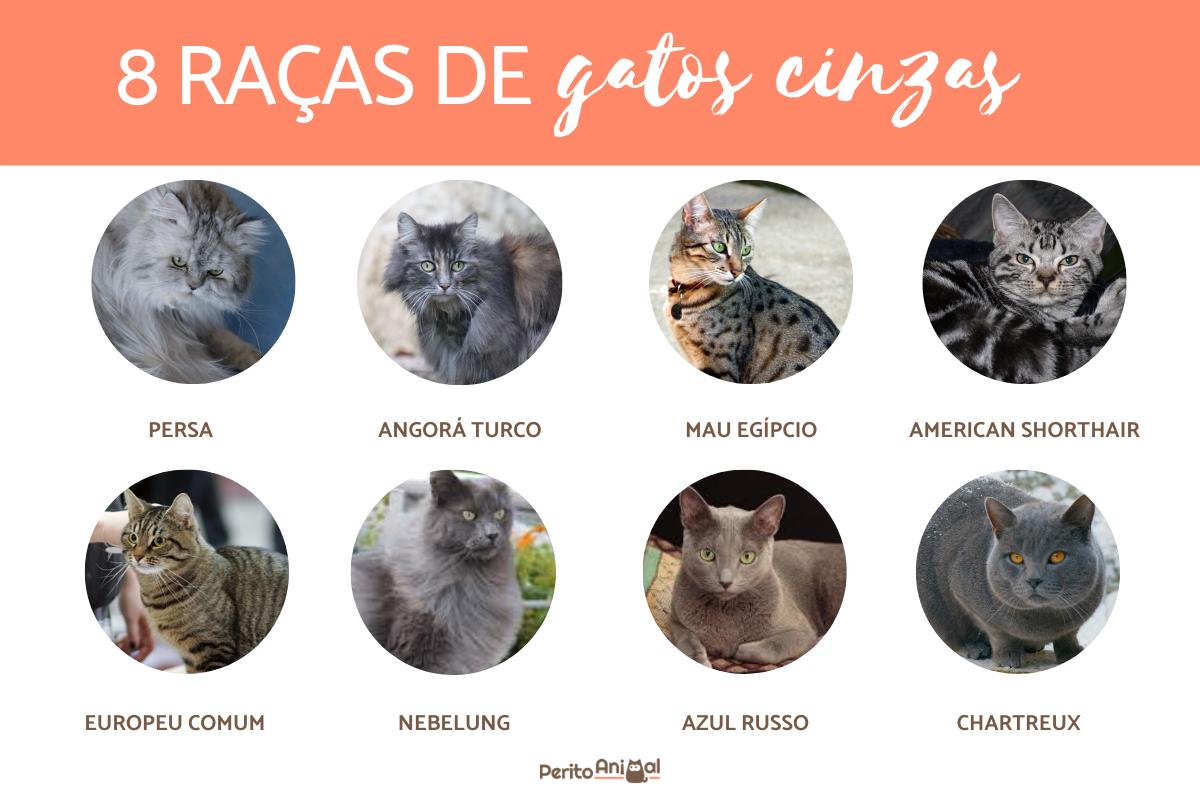 8 raças de gatos cinzas