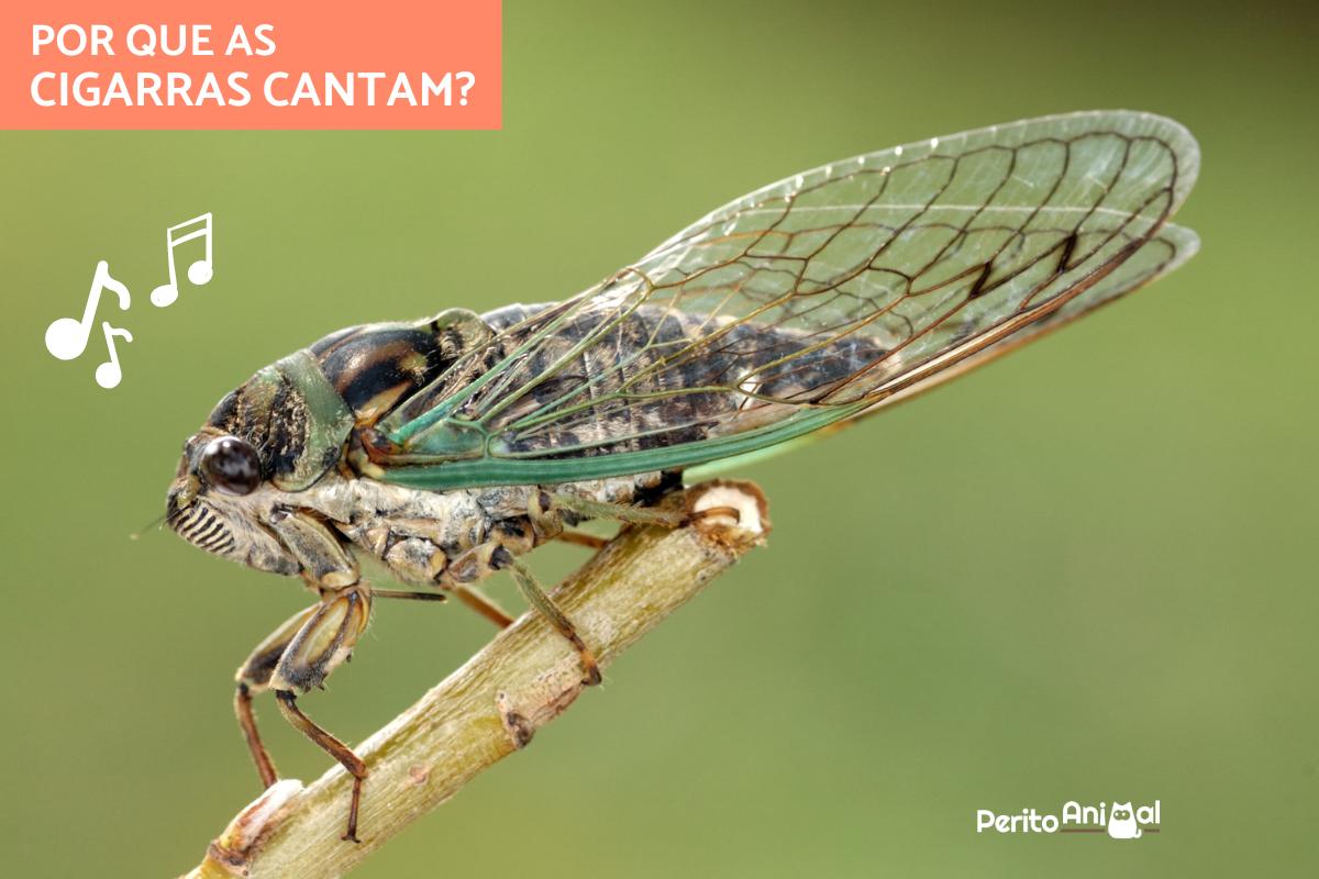 Por que as cigarras cantam?