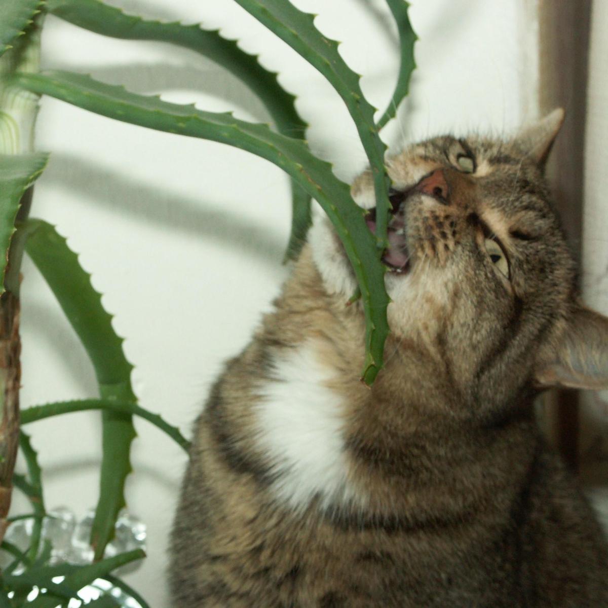 Aloe vera para gatos com leucemia