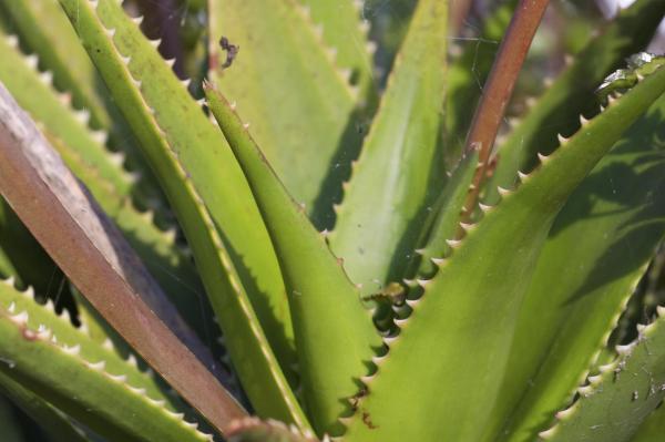 Aloe vera para gatos com leucemia - Aloe vera para melhorar a qualidade de vida do gato com leucemia
