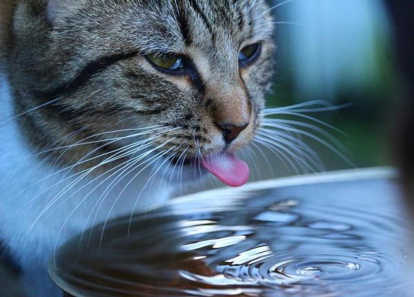 Aloe vera para gatos com leucemia - Como administrar aloe vera em gatos com FeLV