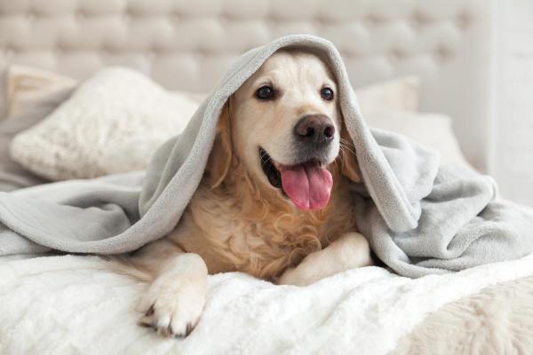 Precisa cobrir cachorro para dormir? - Como cobrir meu cachorro?