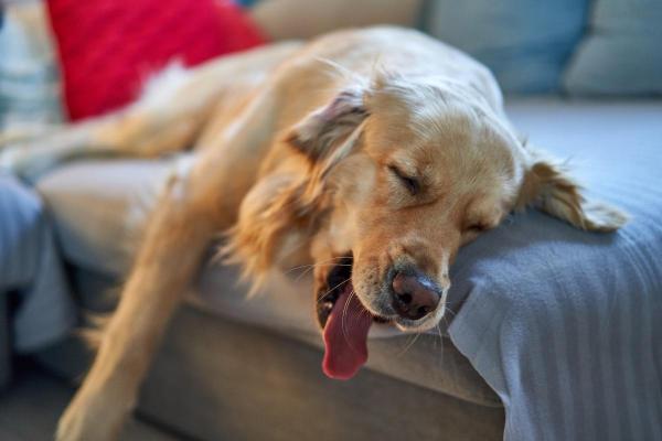 Precisa cobrir cachorro para dormir?