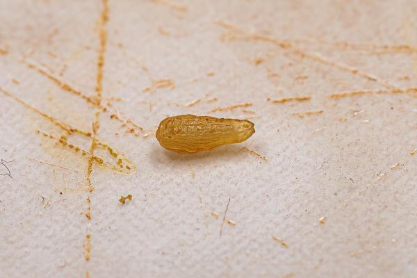 Praziquantel para cachorros - Para que serve o praziquantel em cachorros?