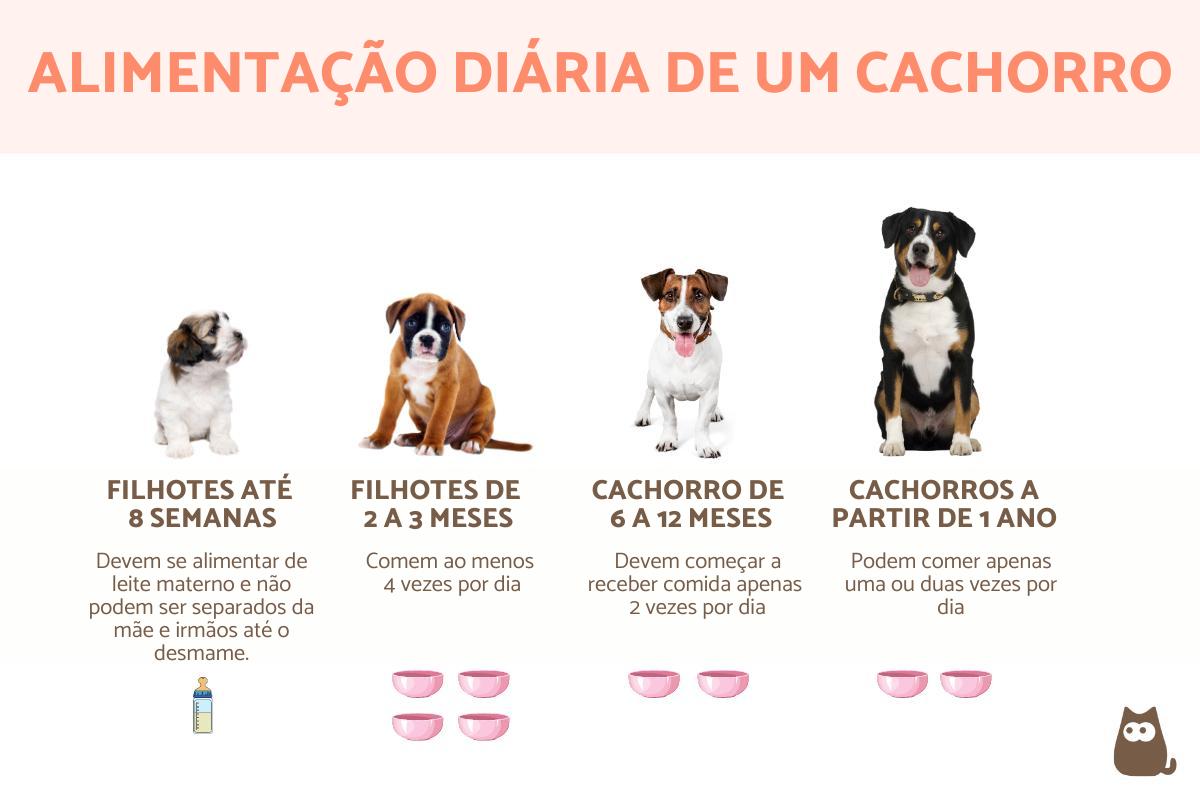 Quantas vezes o cachorro deve comer por dia?