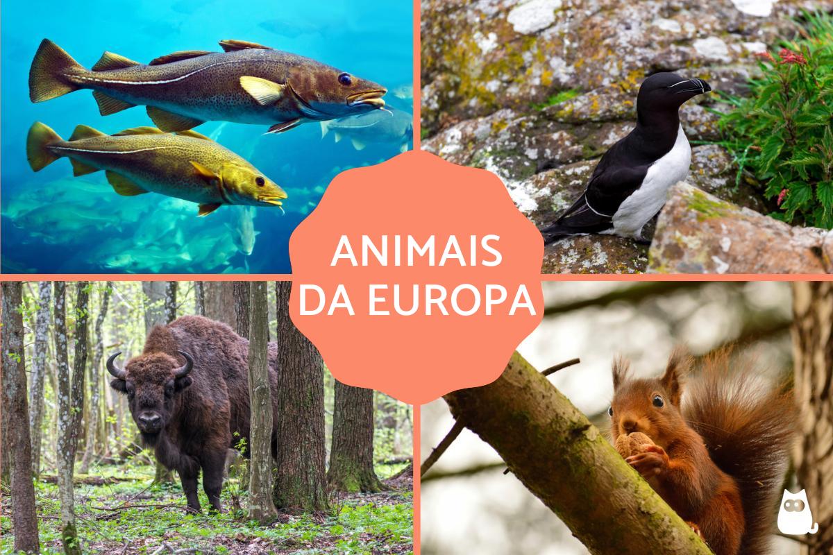 Animais da Europa