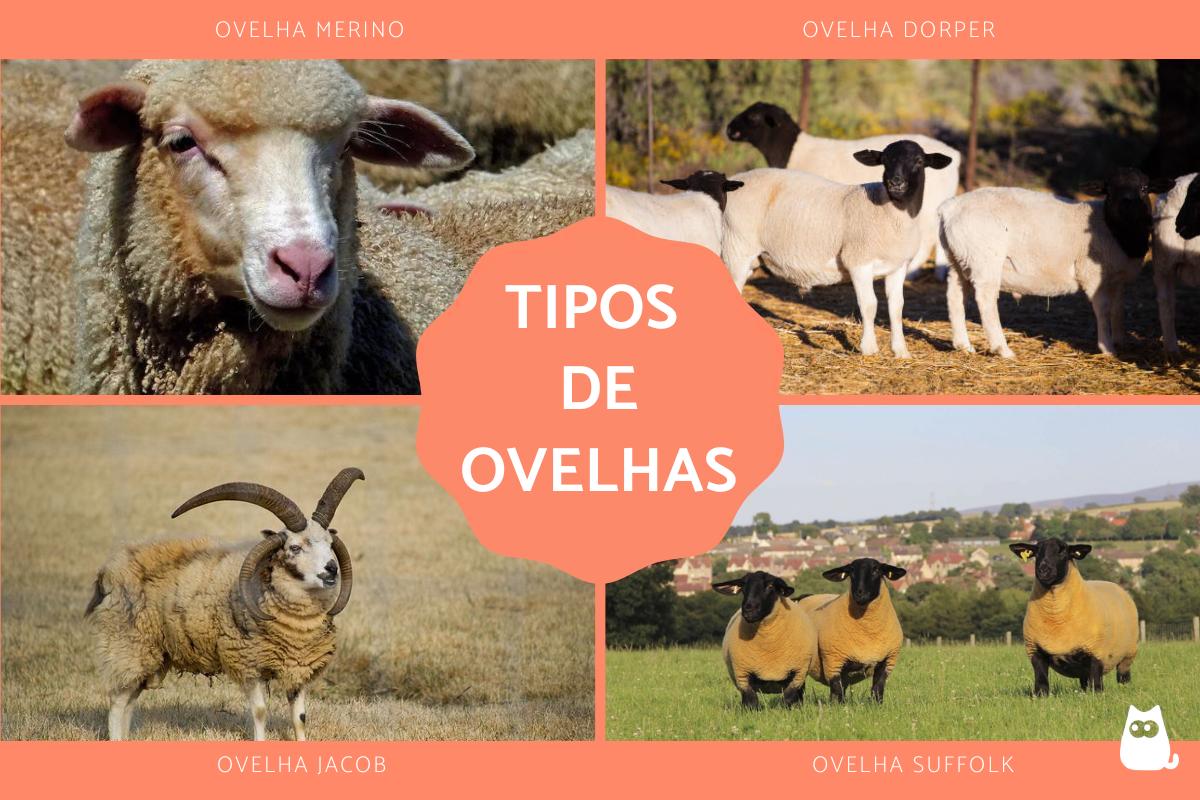 Tipos de ovelhas