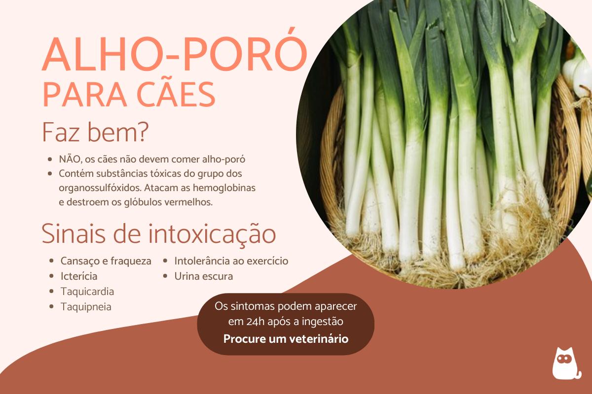 Cachorro pode comer alho-poró?