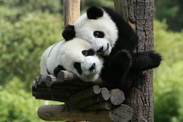 Por que o urso panda está em perigo de extinção?
