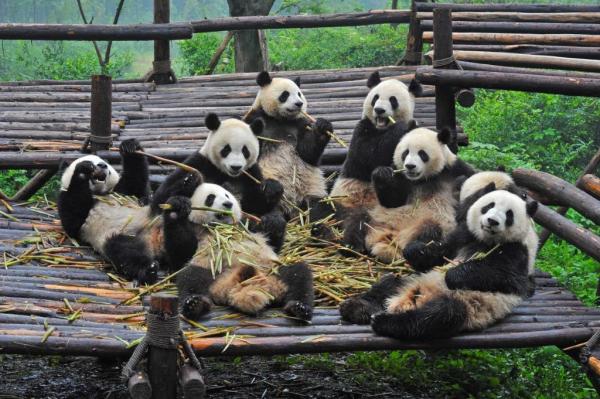 Por que o urso panda está em perigo de extinção? - Soluções para evitar a extinção do urso panda